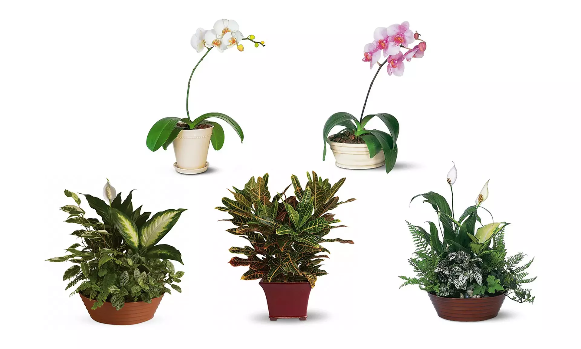 basil indoor planter Basil Grow Kit – Indoor Herb Garden Gift main image 1