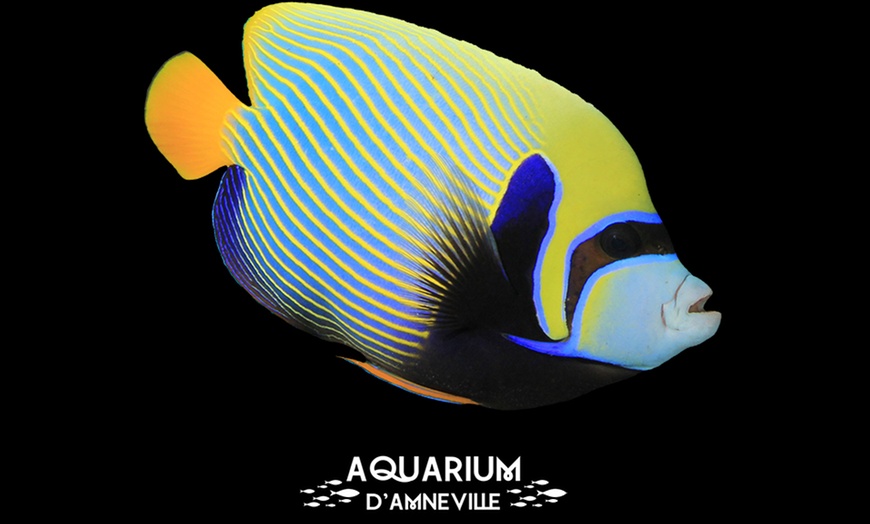Image 2: Billet adulte ou enfant pour l'Aquarium d'Amnéville