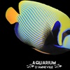 Image 2: Billet adulte ou enfant pour l'Aquarium d'Amnéville