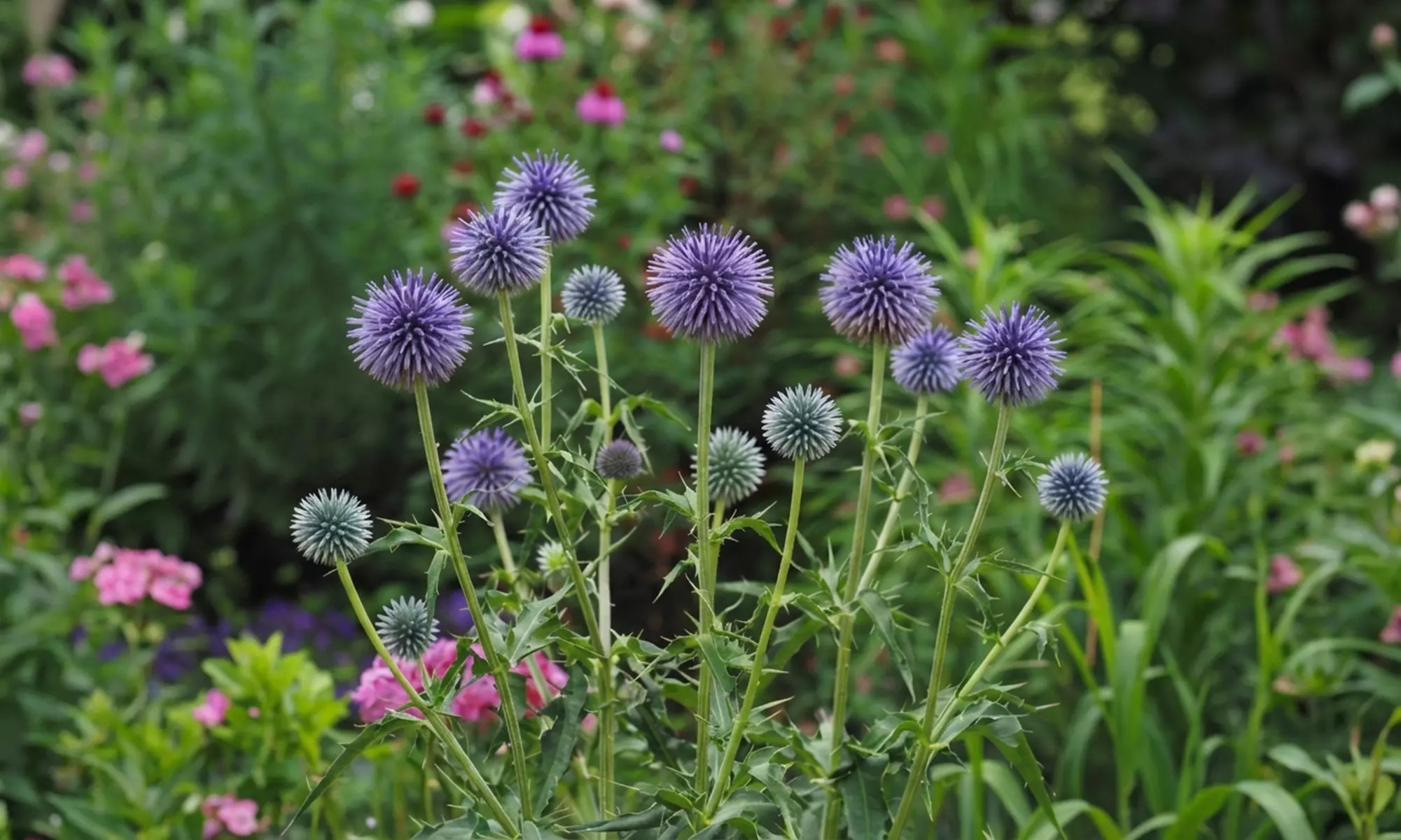 Mehrjähriges Stauden-Set „Isa“ mit 10 Pflanzen