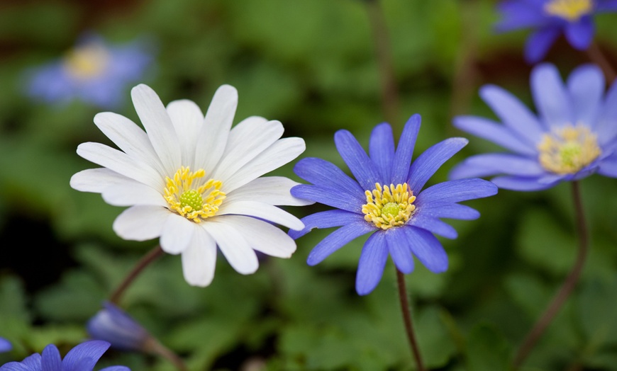Image 5: Anemone Windflower Bulbs