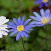 Image 5: Anemone Windflower Bulbs