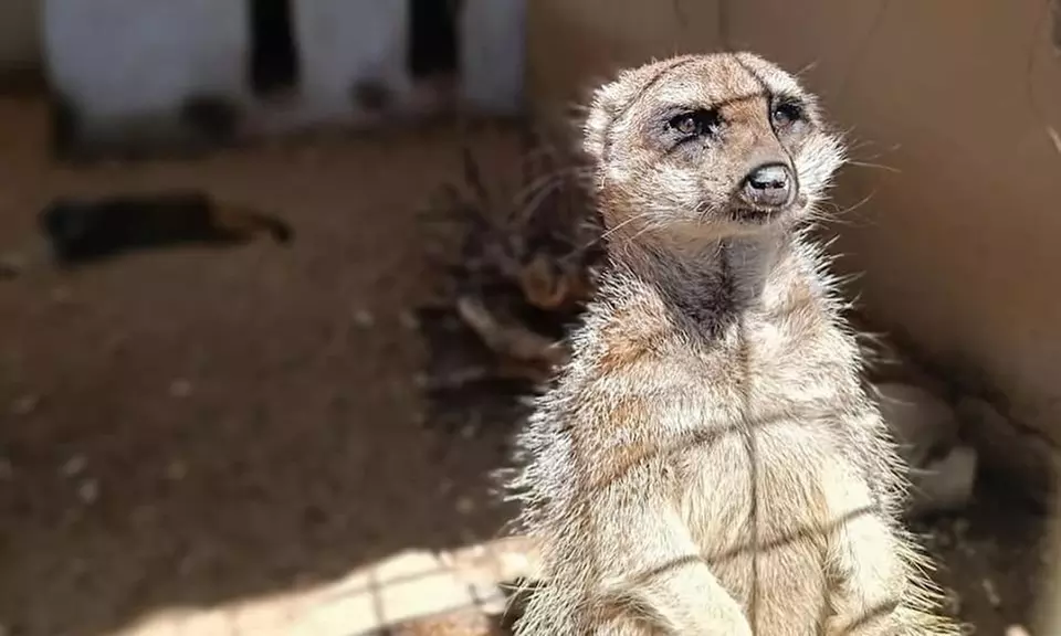 1 o 2 entradas de niño o adulto para el zoológico "La era de las aves"