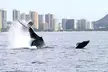 2 Hour Whale Watching Cruise on Oahu Coast - Spot Hawaii's Beautiful Marine Life! - Second Medium
