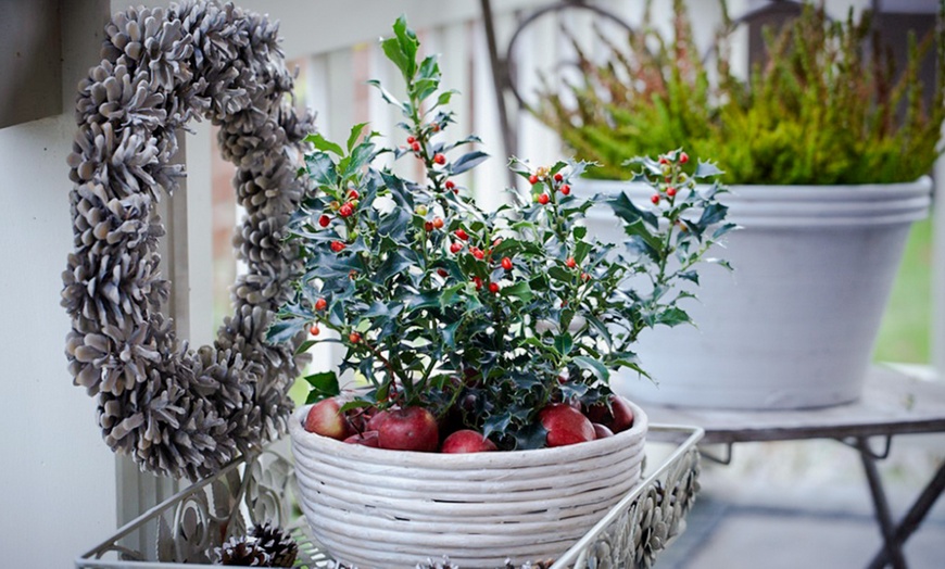 Image 1: Festive Holly Plants