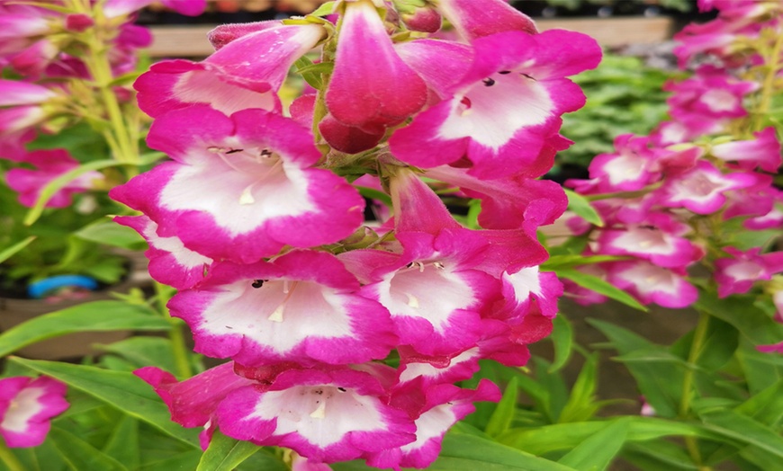 Image 7: Pretty Penstemon Mixed Collection – 6 or 9 Potted Plants