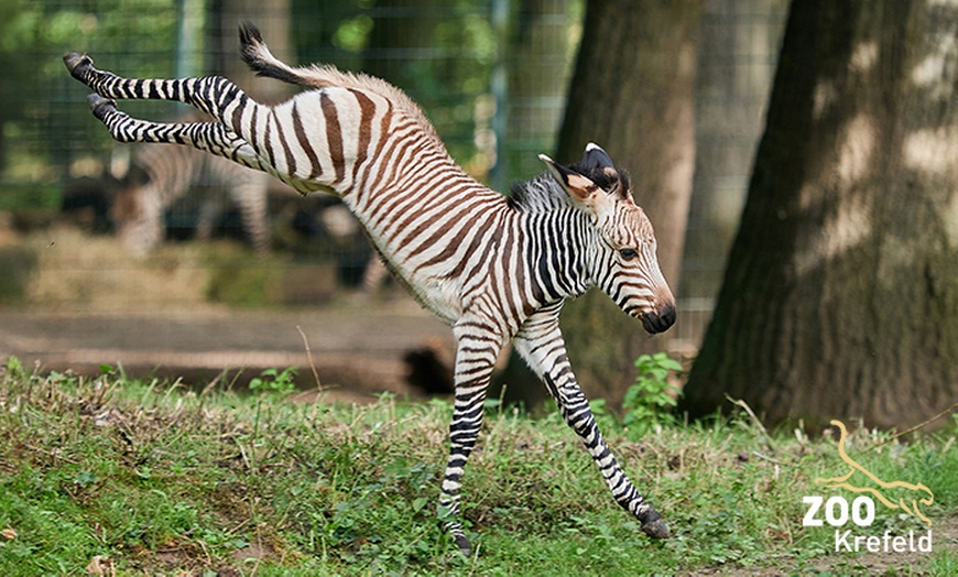 Image 1: Tageskarte für den Zoo Krefeld