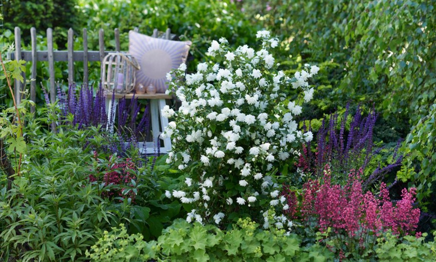 Image 9: Mock Orange Philadelphus 'Pearls of Perfume' 1 or 3 Potted Plants