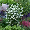 Image 9: Mock Orange Philadelphus 'Pearls of Perfume' 1 or 3 Potted Plants