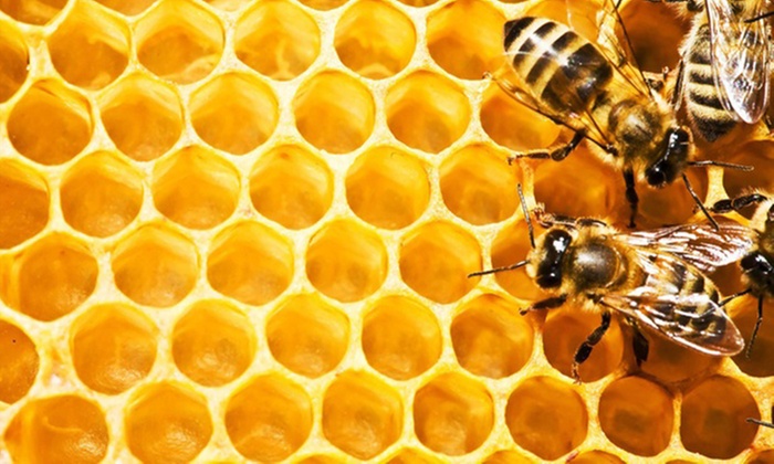 Formation complète en apithérapie