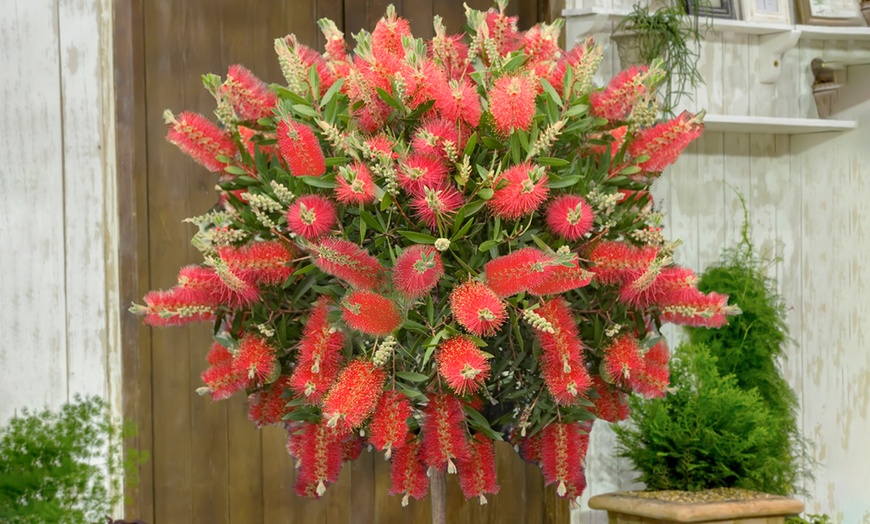 Image 1: One or Two Callistemon Bottlebrush, Lemon-Scented Lollipop Trees