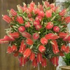 Image 1: One or Two Callistemon Bottlebrush, Lemon-Scented Lollipop Trees