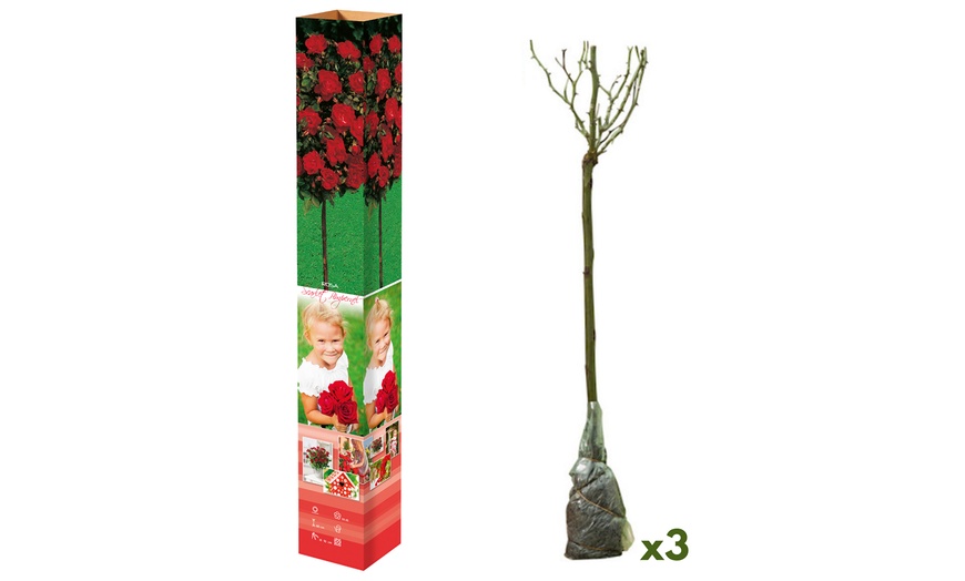 Image 6: 3 ou 5 mini-rosiers résistants