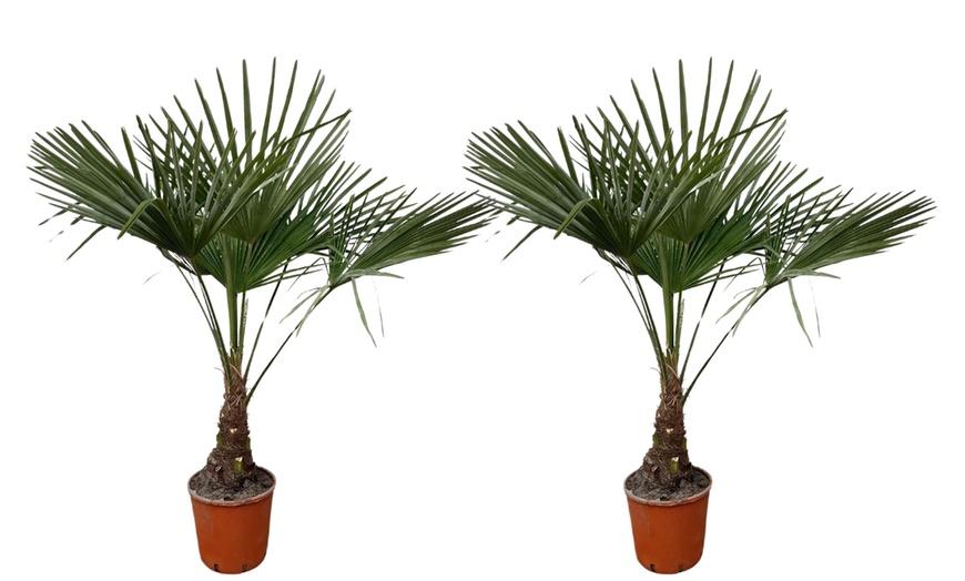 Image 3: 1x oder 2x Chinesische Hanfpalme 