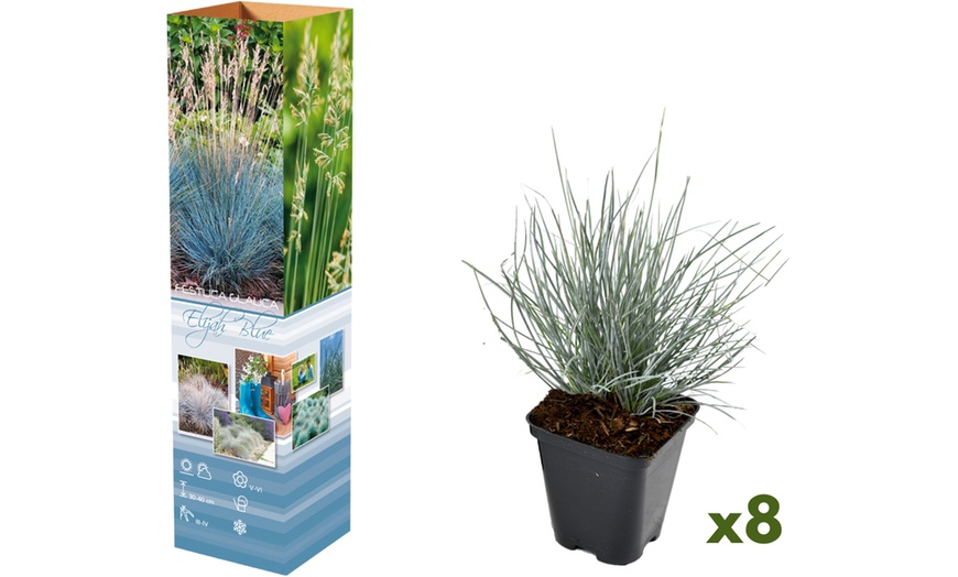Image 4: 4 o 8 piante di Blauw Schapengras "Festuca glauca Elija Blue"
