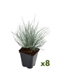 Image 4: 4 o 8 piante di Blauw Schapengras "Festuca glauca Elija Blue"