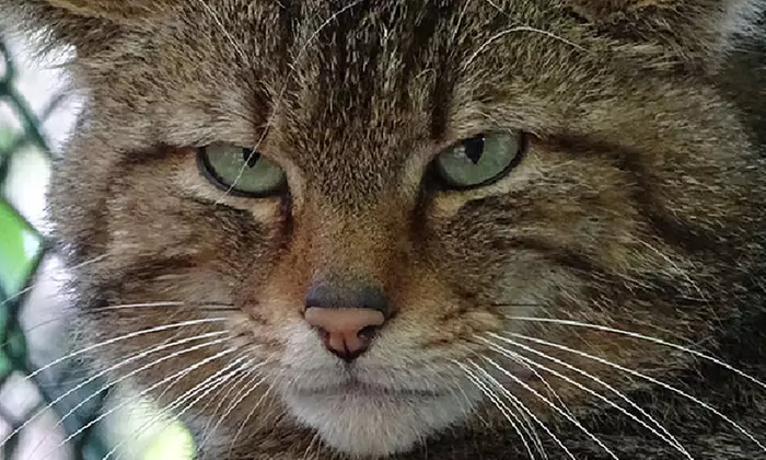 Tageskarte oder Familienkarte für den Tierpark Weißwasser