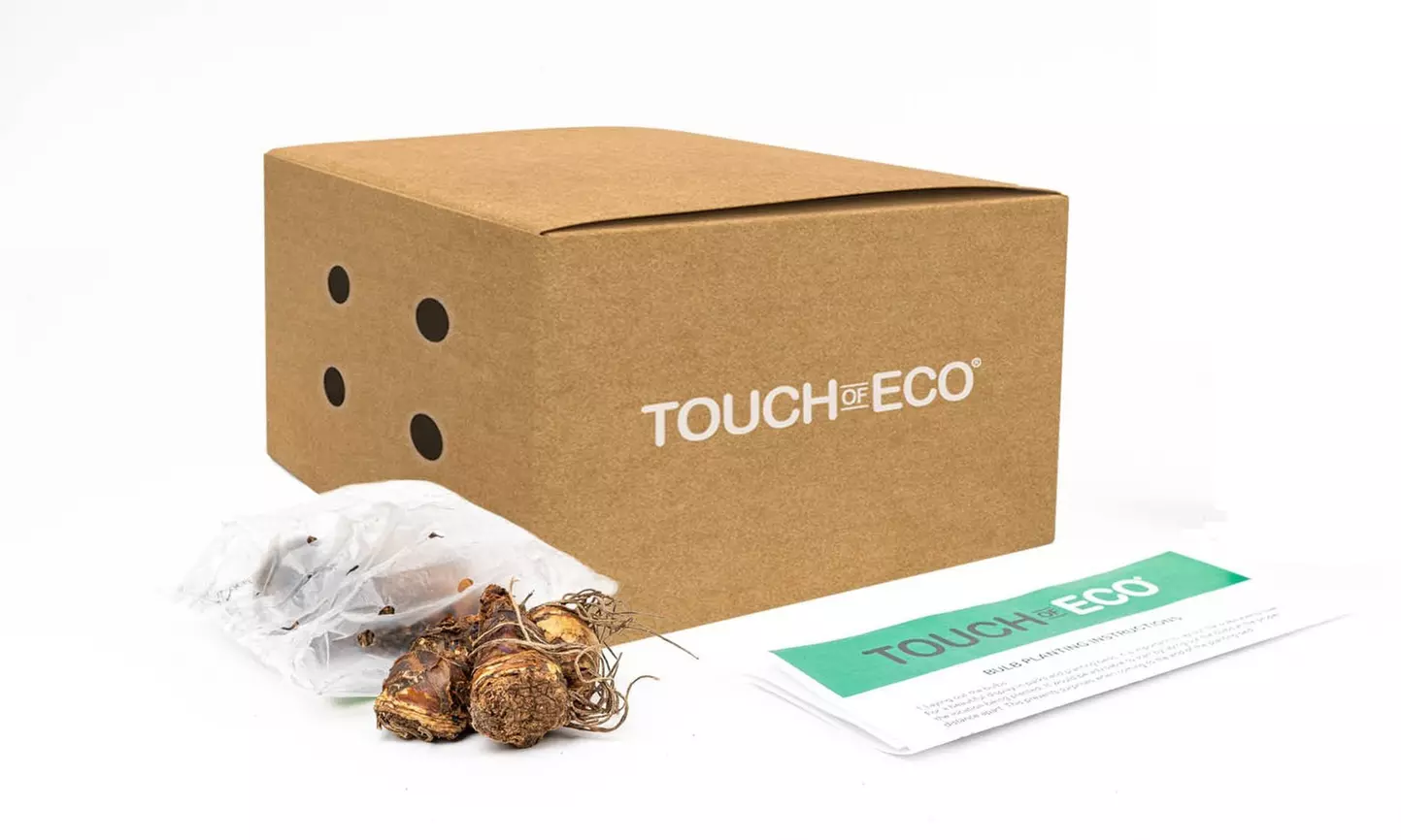 Famously Fragrant Mixed Freesia Flower Bulbs Vibrant and Aromatic Blooms