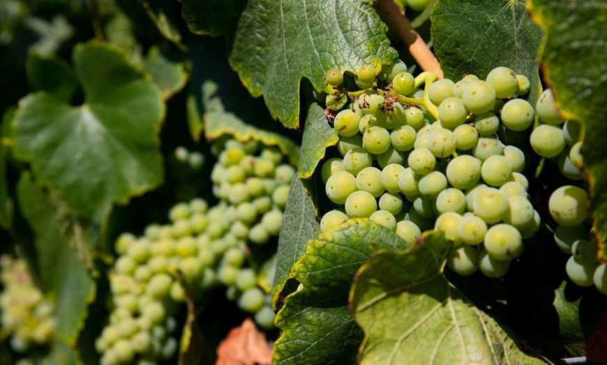 Image 26: Member-Only Deal: Sip, spa & stay - Temecula vineyards