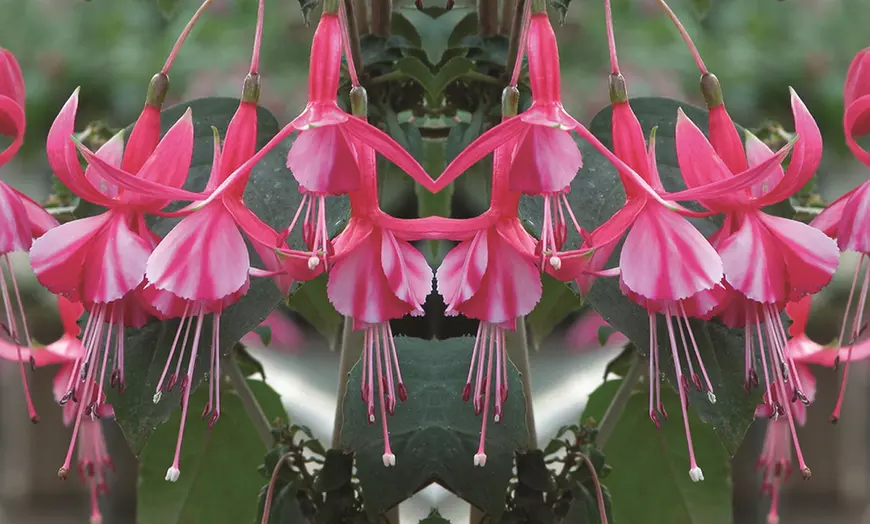 Image 18: 3, 9 or 18 Fuchsia Hardy Collection Postiplugs 