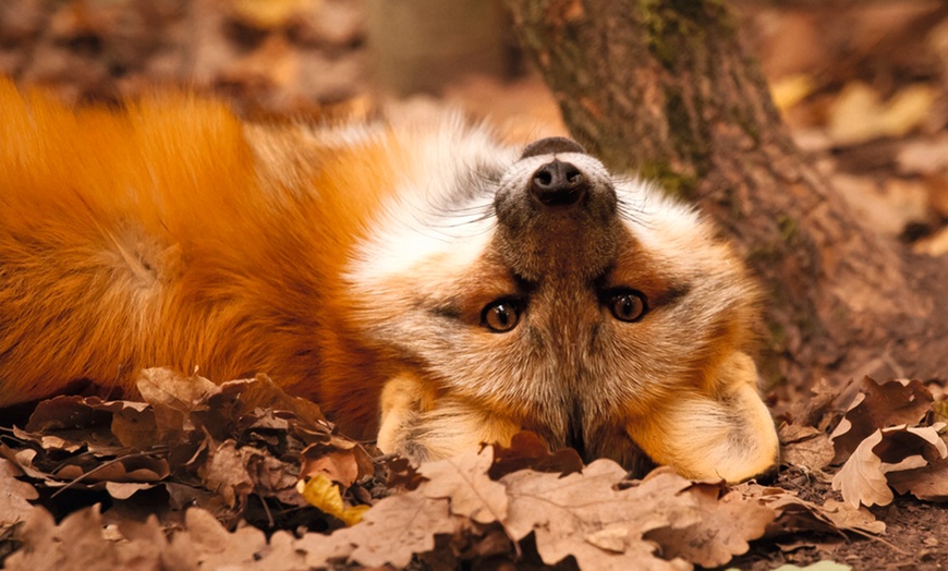 Image 8: 1 Tages-Pass für den Erlebnispark Tripsdrill am 8. oder 9. November