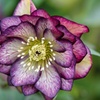 Image 2: Hellebore Breeder’s Mix Winter-Flowering Perennial Plug Plants