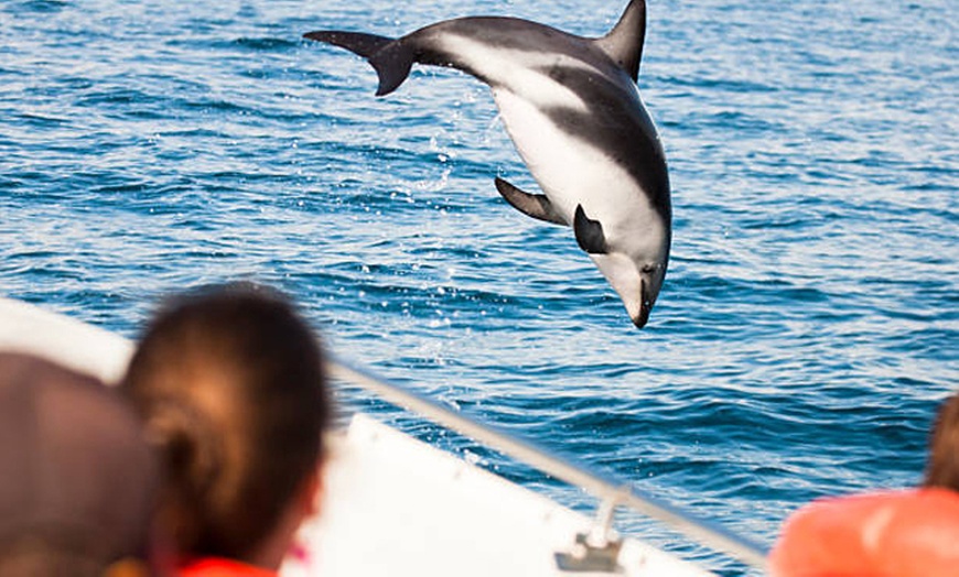 Image 3: Dolphin & Island Eco-Adventure Cruise – Corpus Christi