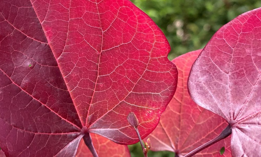 Image 5: Colour Changing Garden Trees - 4 Varieties - up to 3 Potted Plants