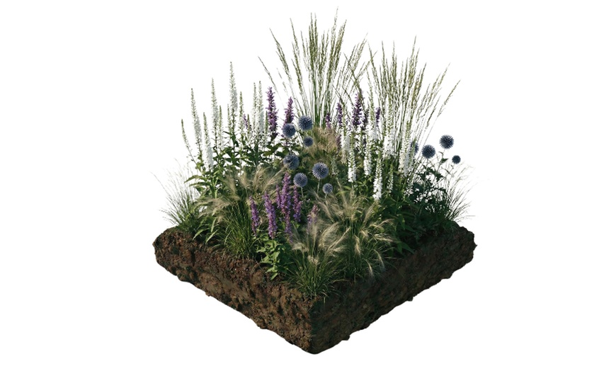Image 2: Ensemble de plantes de bordure NatureNest Isa