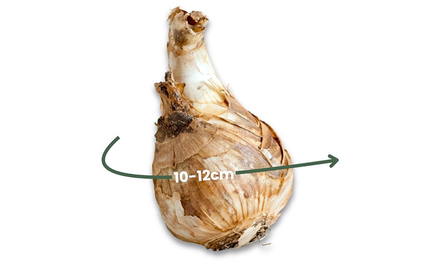 Image 7: Tot 50 Narcissus bloembollen