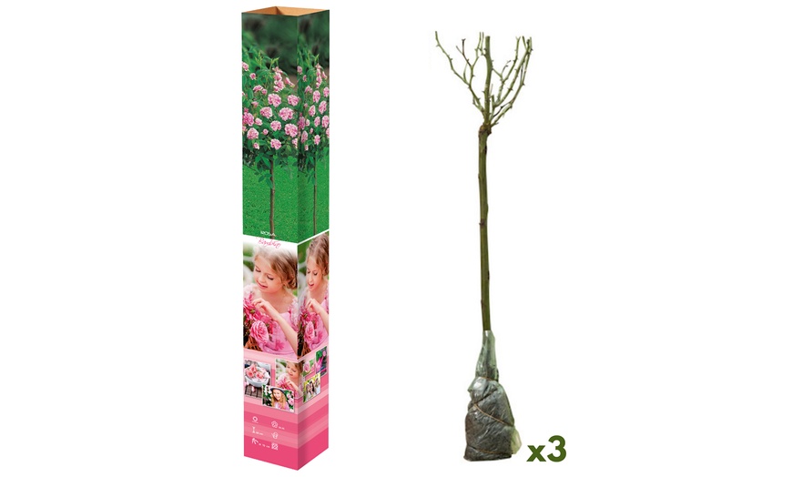 Image 8: 3 ou 5 mini-rosiers résistants