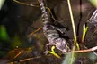 Explore Florida's Everglades with an Authentic Airboat Tour & Miccosukee Cultural Discovery - Second Medium