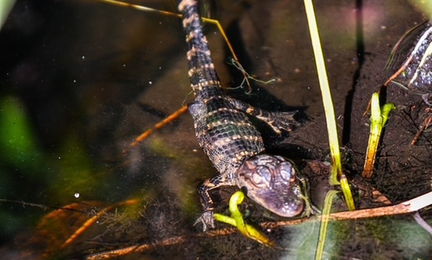 Image 3: Everglades Airboat Tour & Cultural Experience