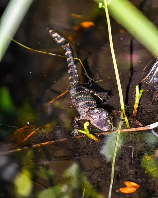Everglades Airboat Tour & Cultural Experience