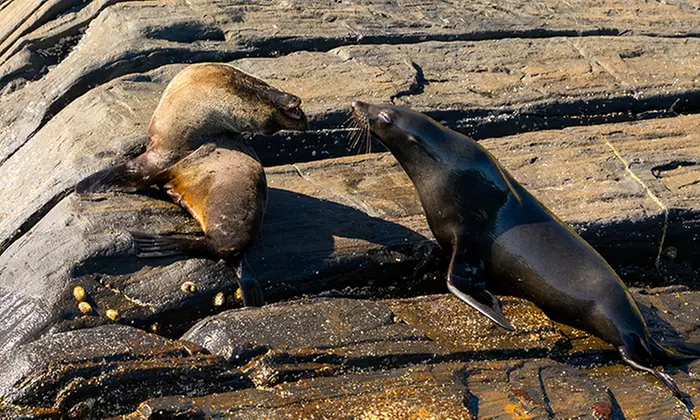 75-Minute or 2-Hour Kangaroo Island Coastal Safari Boat Tour