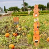 Image 5: 36% Off Pumpkin Patch Admission: Hana Field by Tanaka Farm