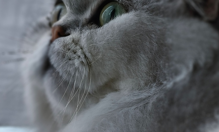 Image 7: Cat Cafe! 90-Minutes Cat Lounge Entry & Drink & Freshly Baked Pastry