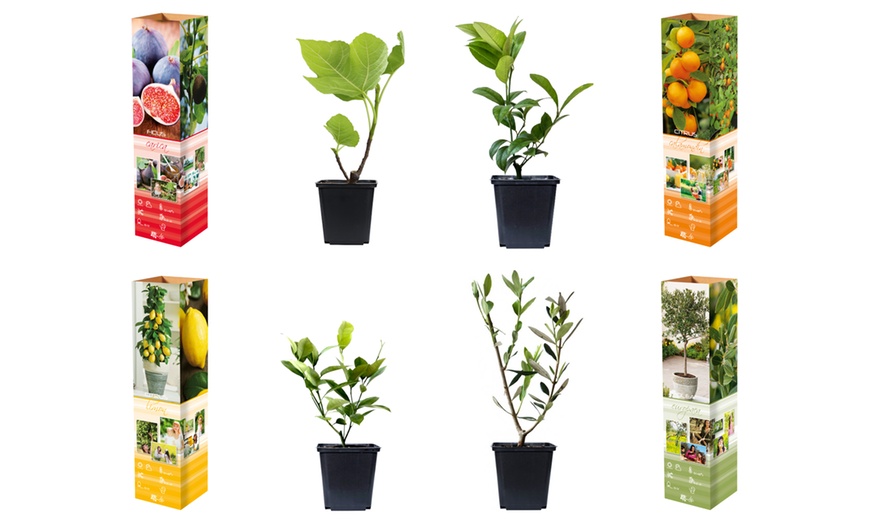 Image 2: Set di 4 o 8 piante mediterranee