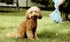 Clean Yards & Happy Tails: Experience Do Doo Gone's Waste Pickup, Deodorizer & Dog Walks Up to  51% Off 