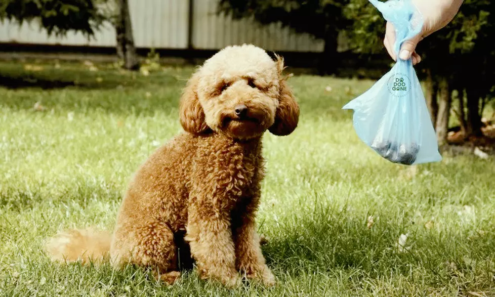 Dog Walking, Lawn Freshening & Cleanup—All in One Package 