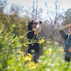 Image 5: Explore Rare Native Plants at California Botanic Garden