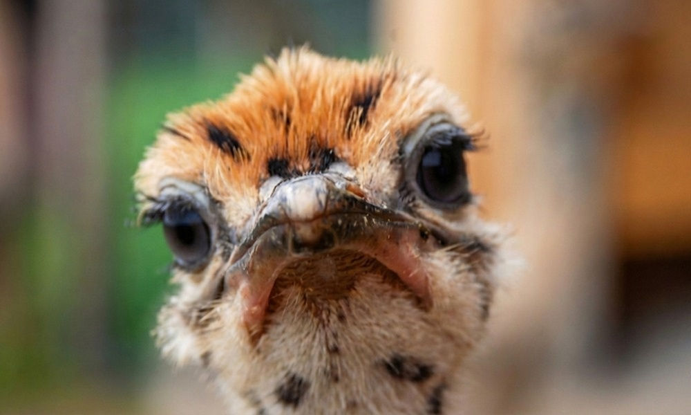 Offene Führung auf der Straußenfarm für Erwachsene und Kinder