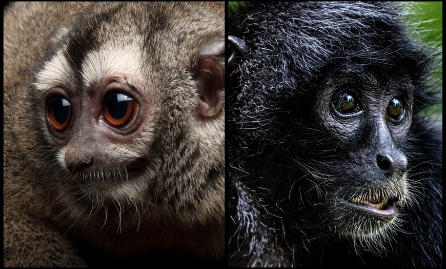 Image 2: Entry to Hemsley Conservation Centre + Capybara or Sloth Adoption Pack