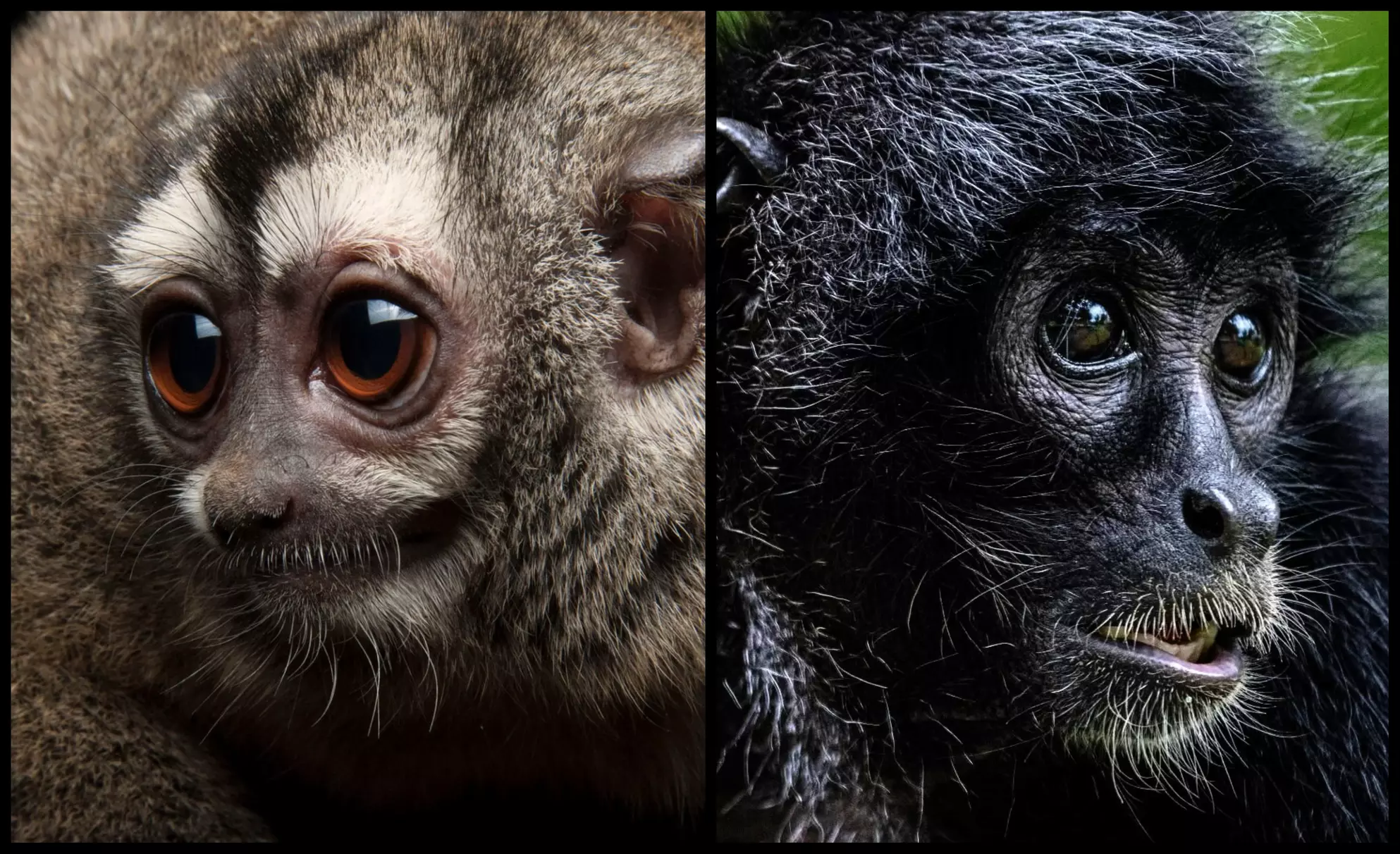 Entry to Hemsley Conservation Centre + Capybara or Sloth Adoption Pack