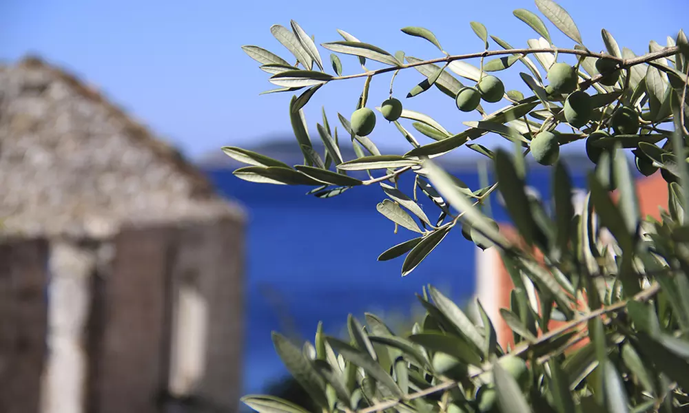 Arbre Oliviers Européens