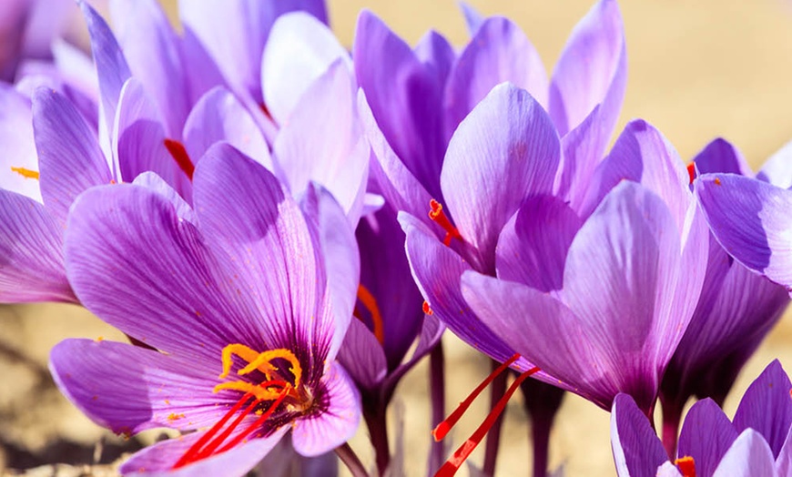 Image 2: 20 or 40 Saffron Crocus Bulbs – Autumn-Flowering Purple Blooms