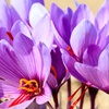 Image 2: 20 or 40 Saffron Crocus Bulbs – Autumn-Flowering Purple Blooms