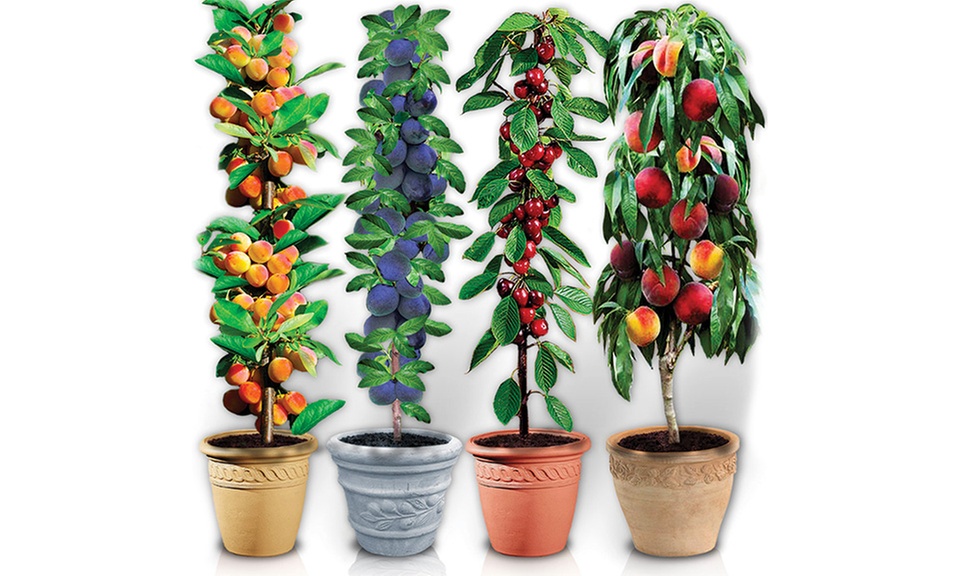 Lot de 4 ou 8 arbres fruitiers colonnaires