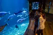 Découvrir la richesse du monde sous-marin de l'Aquarium de Paris durant toute l'année - Image 2
