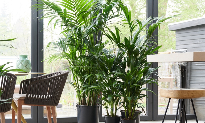 Image 1: Howea Forsteriana ou palmier Kentia